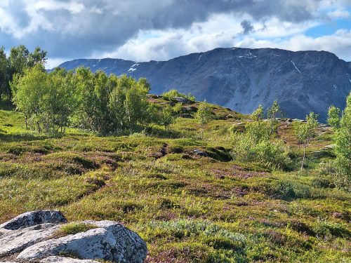 tunturikoivut